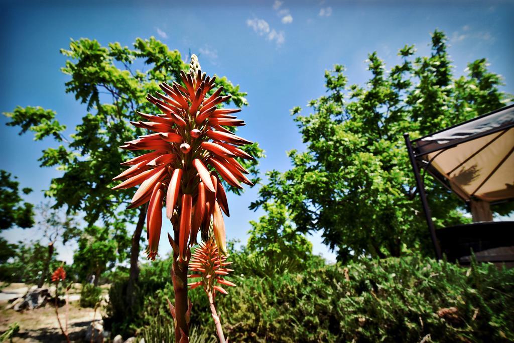 Masseria Pitanni Gallipoli Bagian luar foto